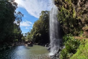 Gold Coast: świetliki, las deszczowy i wodospad – spacer w dzień lub w nocy