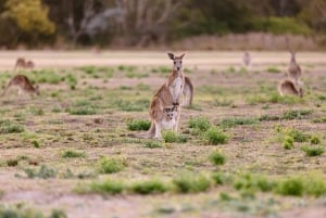 Gold Coast Hinterland Kangaroo & Mountain Views Day Tour