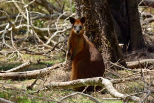 Gold Coast Hinterland Kangaroo & Mountain Views Day Tour