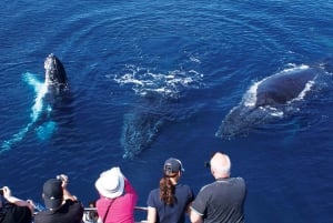 Gold Coast: Hot Air Balloon, Breakfast & FREE Whale Watching