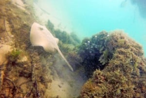 Costa Dorada: Experiencia de iniciación al submarinismo