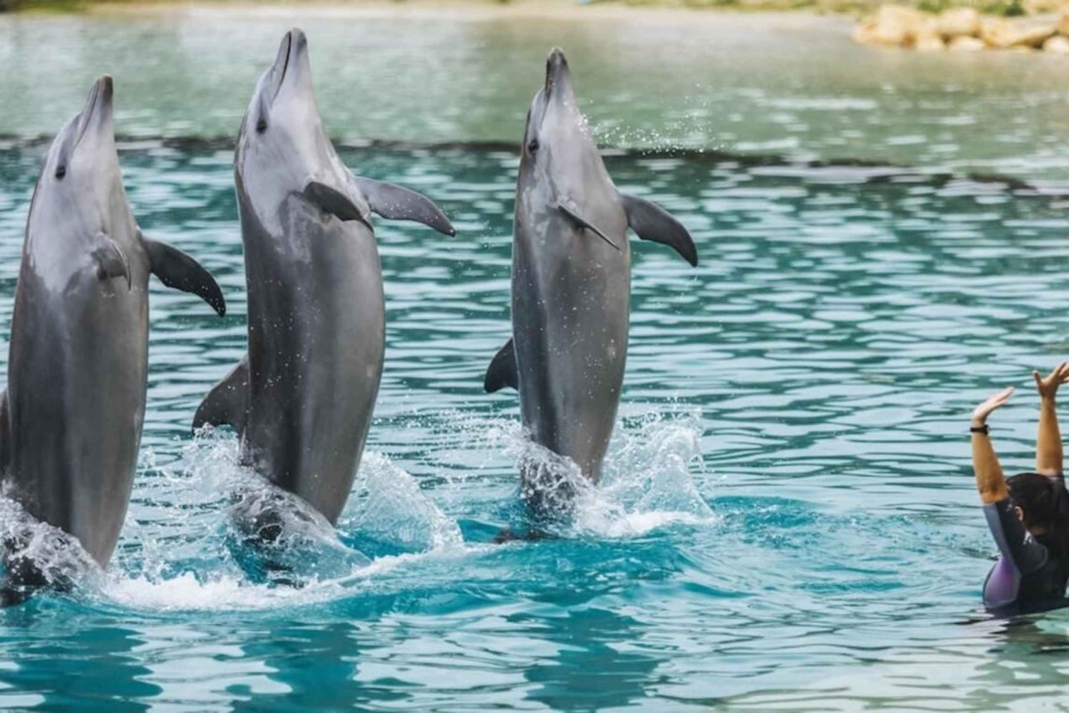 Gold Coast: Jet Boat Ride & Sea World -pääsyliput