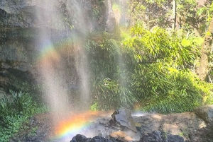 Kangaroos, Rainforest & Waterfalls Experience Gold Coast