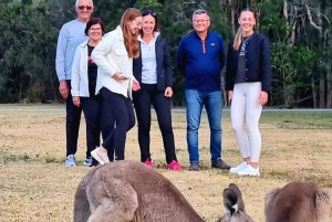 Kangaroos, Rainforest & Waterfalls Experience Gold Coast