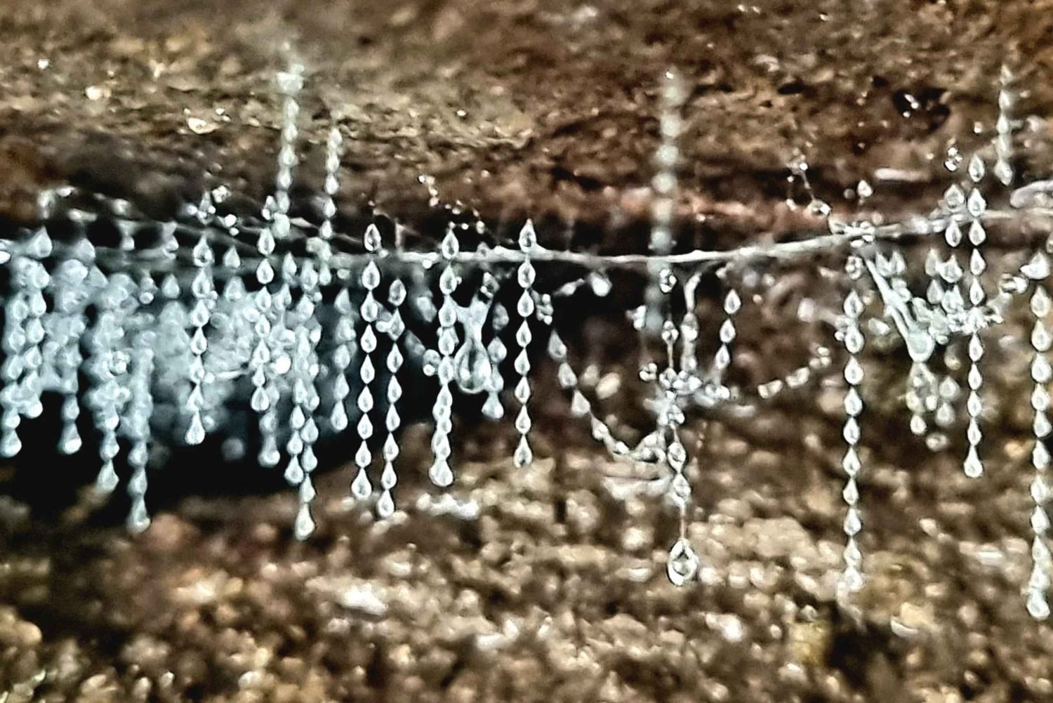 Gold Coast: koalat, hohtomatot ja kengurut – luontoelämyksiä