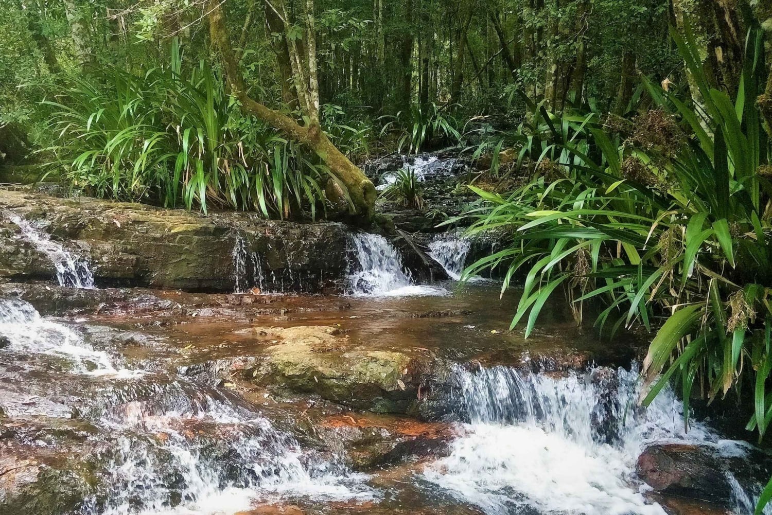 Gold Coast: koalat, hohtomatot ja kengurut – luontoelämyksiä