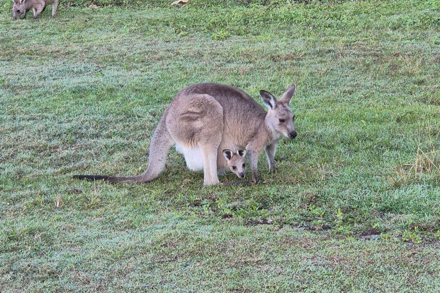 Gold Coast: koalat, hohtomatot ja kengurut – luontoelämyksiä