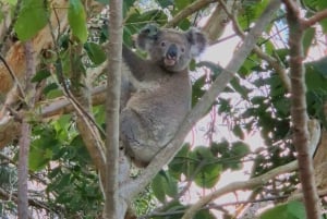 Gold Coast: koalat, hohtomatot ja kengurut – luontoelämyksiä