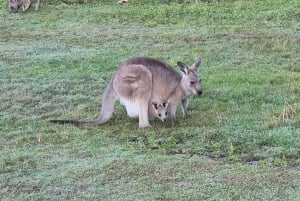 Gold Coast: koalat, hohtomatot ja kengurut – luontoelämyksiä