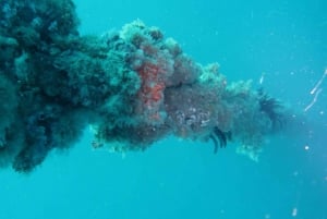 Gold Coast: North Stradbroke Island Certified Triple Dive