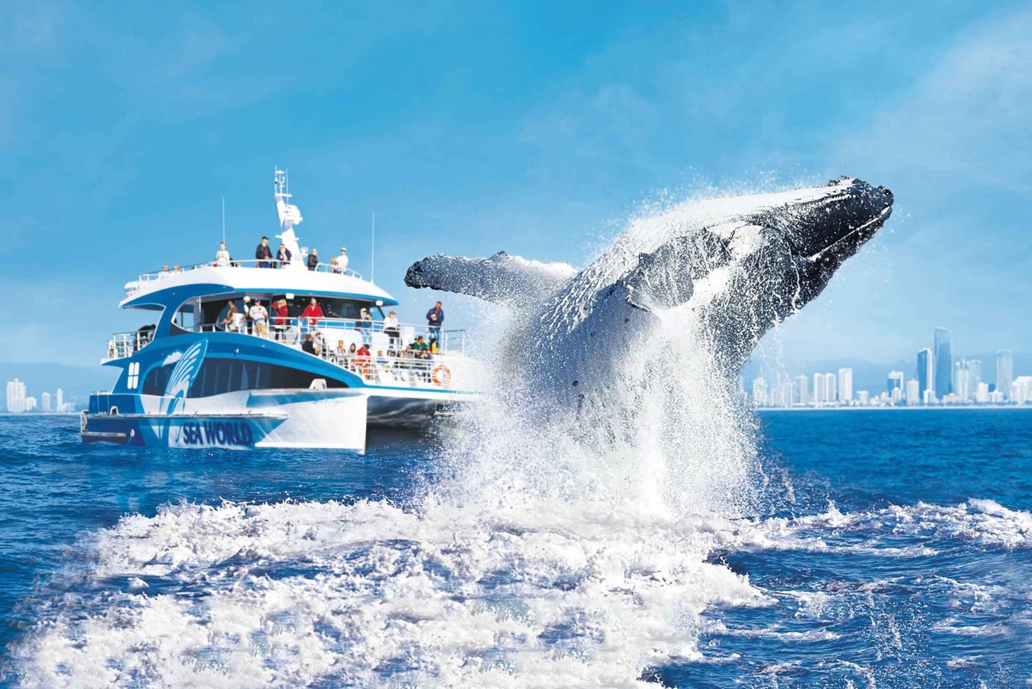 Gold Coast: Premium Whale Watching Cruise luonnontieteilijän kanssa