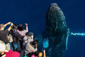 Gold Coast: crociera premium per l'avvistamento delle balene con naturalista