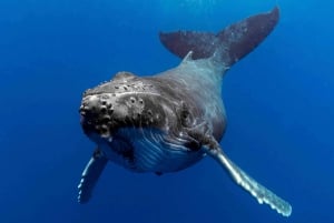 Gold Coast: Cruzeiro Premium de Observação de Baleias com Naturalista