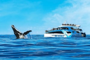 Gold Coast: eersteklas cruise om walvissen te spotten met natuuronderzoeker