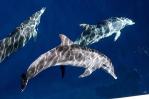 Côte d'Or : Croisière d'observation des baleines avec naturaliste