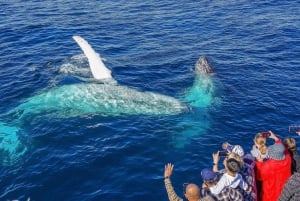 Côte d'Or : Croisière d'observation des baleines avec naturaliste