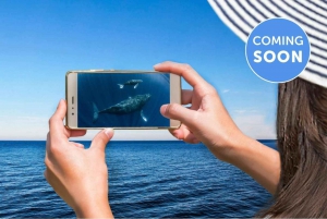 Costa Dorada: Crucero Premium de Avistamiento de Ballenas con Naturalista