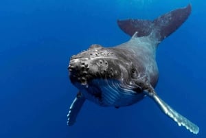 Gullkysten: Premium hvalsafari med hvalsafari