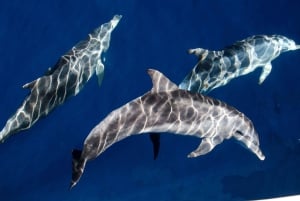 Gullkysten: Premium hvalsafari med hvalsafari