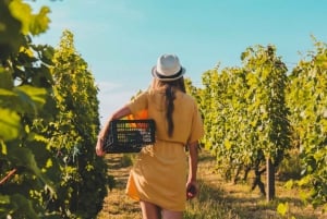 Guldkusten: Privat vingårdstur i ett nytt lyxfordon