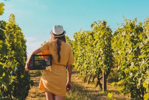 Goldküste: Private Weinkellertour in einem neuen Luxusfahrzeug