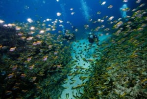 From Hollywell: Gold Coast Reef and Wreck Scuba Diving Tour