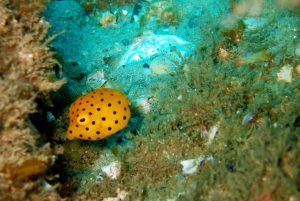 Gold Coast: Snorkelling in Wave Break Island