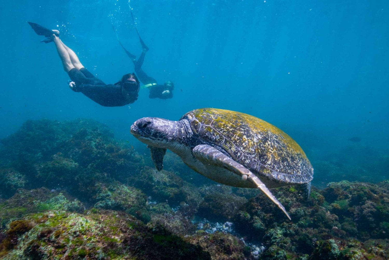 Gold Coast: Snorkeling with Turtles Half-Day Tour