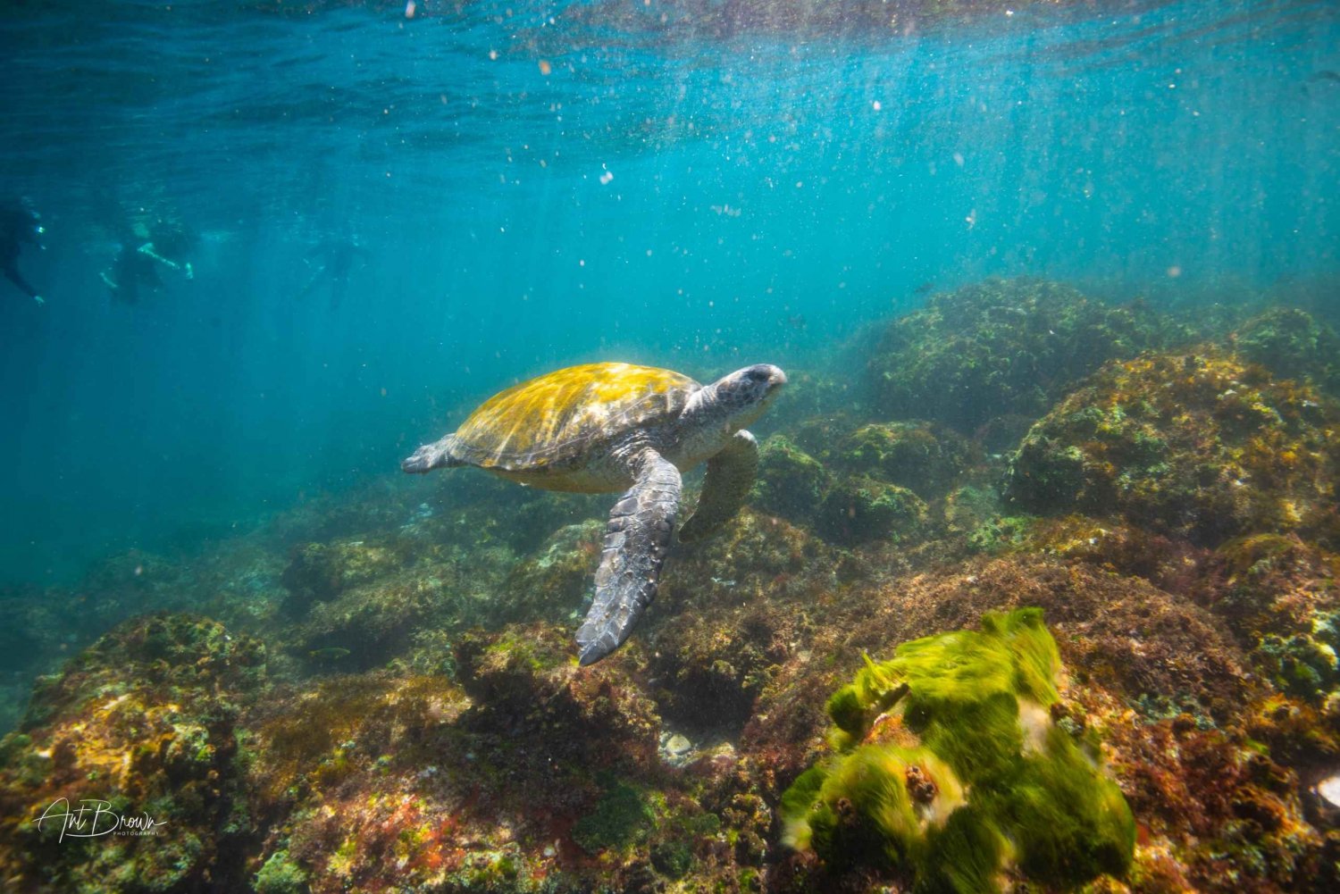 Gold Coast: Snorkeling with Turtles Half-Day Tour