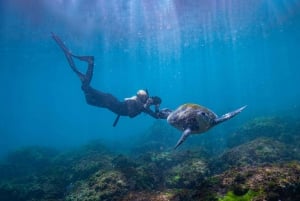 Guldkusten: Snorkling med sköldpaddor Halvdagstur
