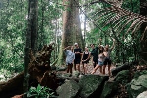 Gold Coast: Wycieczka do 7 wodospadów i naturalnego mostu w Springbrook