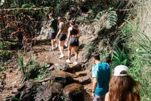 Gold Coast: Wycieczka do 7 wodospadów i naturalnego mostu w Springbrook