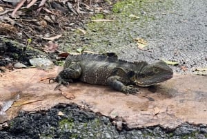 Gold Coast: Wycieczka do 7 wodospadów i naturalnego mostu w Springbrook