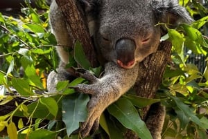 Tour privato della Gold Coast Surfers Paradise da Brisbane