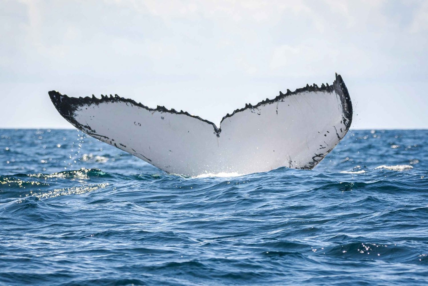 Gold Coast: Swim with Whales