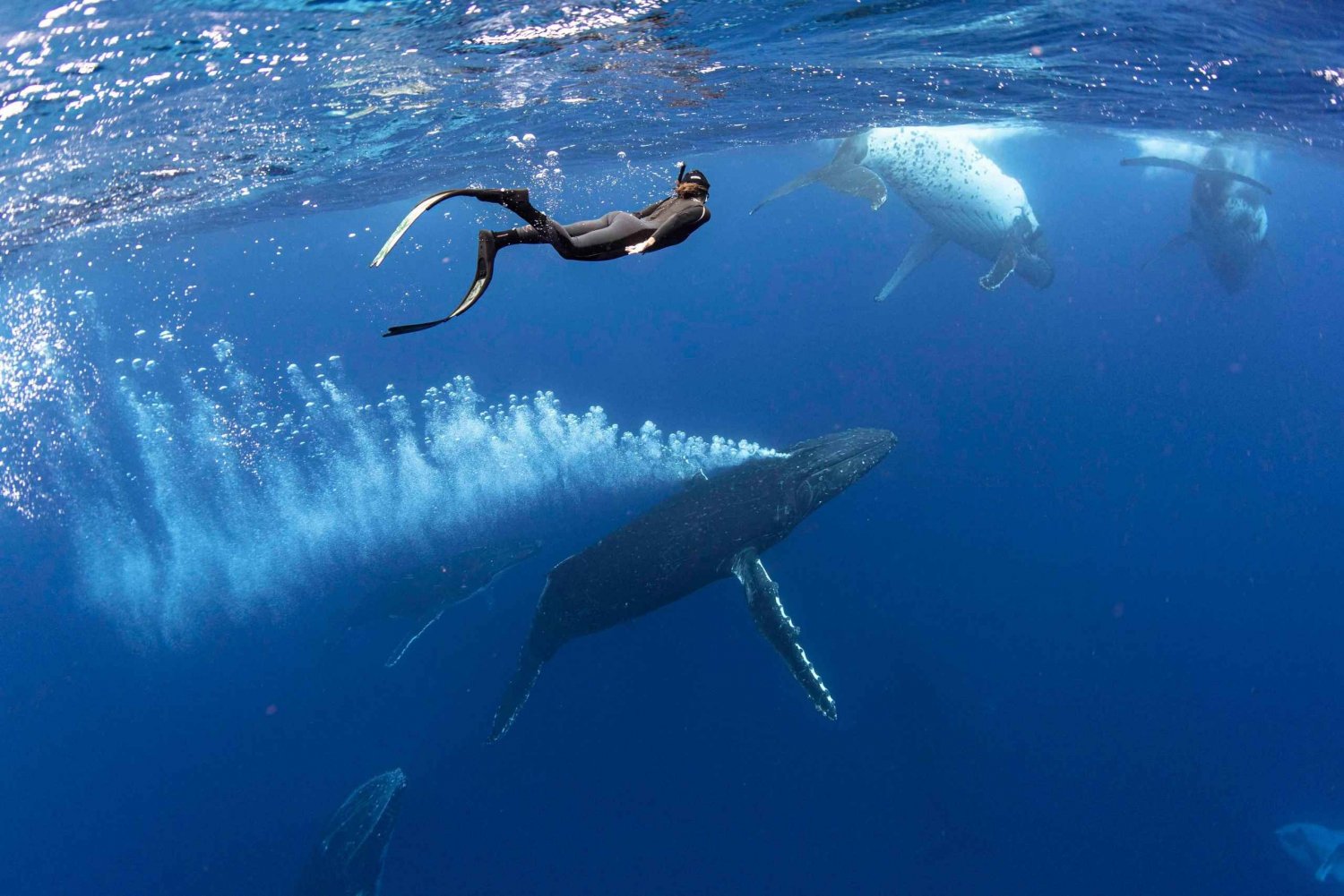 Gold Coast: Swim with Whales