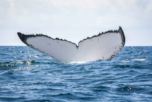 Gold Coast: Swim with Whales