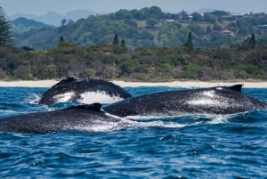 Goudkust: Zwemmen met walvissen