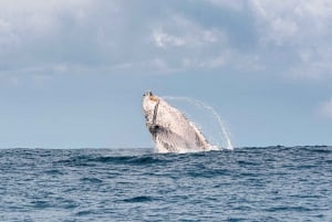 Gold Coast: Swim with Whales