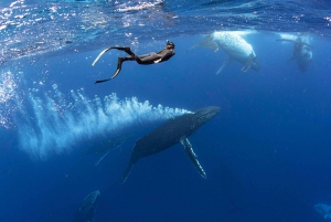 Côte d'Or : Nagez avec les baleines