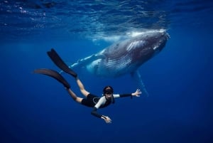 Côte d'Or : Nagez avec les baleines