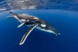 Côte d'Or : Nagez avec les baleines