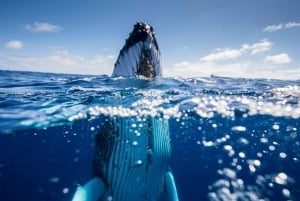 Côte d'Or : Nagez avec les baleines