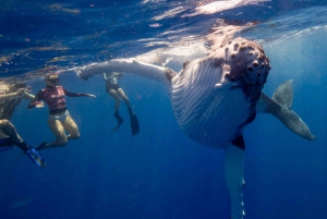 Côte d'Or : Nagez avec les baleines