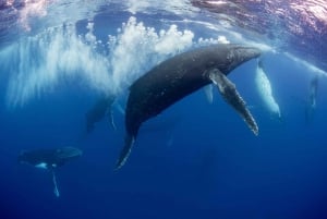 Côte d'Or : Nagez avec les baleines