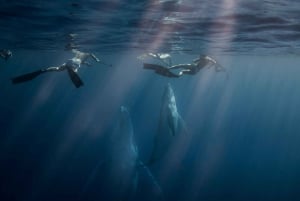 Côte d'Or : Nagez avec les baleines