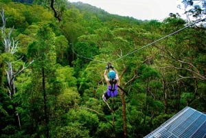 Costa Dorada: Excursión en tirolina por el Cañón Volador de la Montaña Tamborine