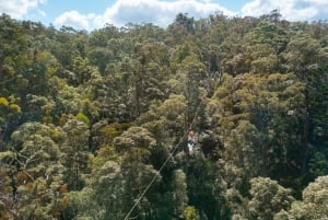 Costa Dorada: Excursión en tirolina por el Cañón Volador de la Montaña Tamborine