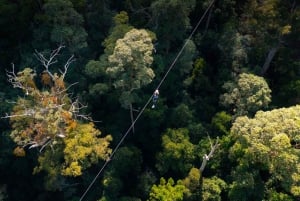 Costa Dorada: Excursión en tirolina por el Cañón Volador de la Montaña Tamborine