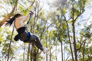 Côte d'or : Circuit en tyrolienne dans le canyon de Tamborine Mountain